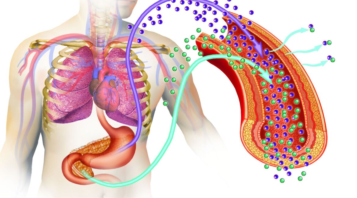 diabetes type 1170x650 - Types Of Diabetes - How To Ascertain?