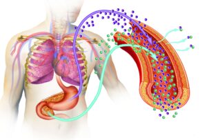 diabetes type 300x203 - diabetes-type