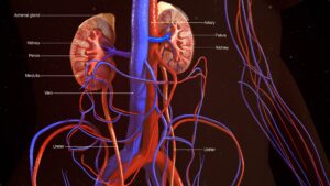 kidney function tests 300x169 - kidney-function-tests